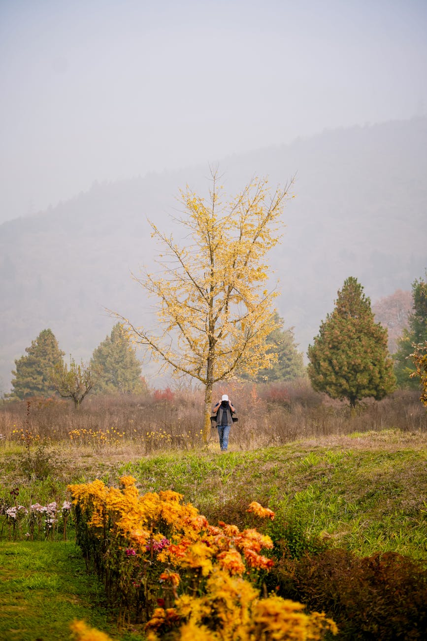 meadow and orchard with flowers
